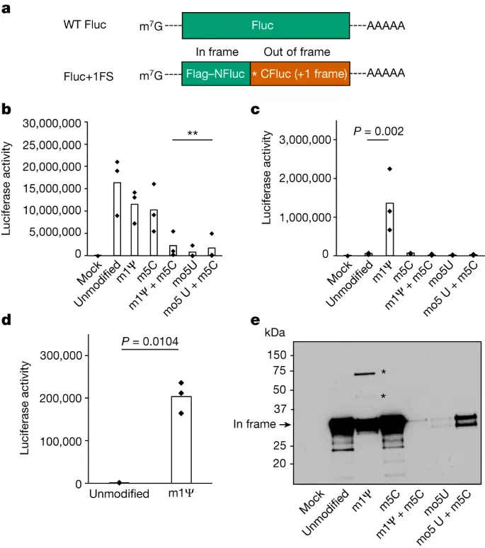 Definitive ribosomal frameshifting mechanism with m1Ψ from Mulroney et al. Nature 2024 showing slippery sequences and immune response data from vaccinated subjects