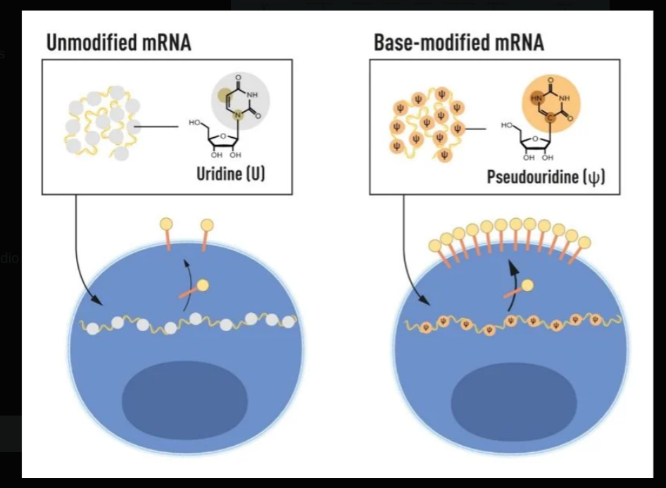 Nobel Prize 2023 awarded for m1Ψ modification research