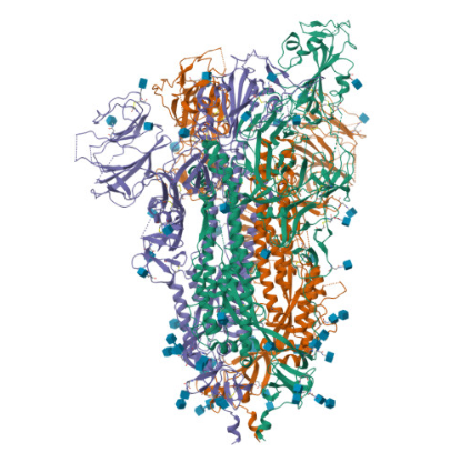 PDB 6VSB cryo-EM structure of 2P-stabilized SARS-CoV-2 spike prefusion conformation