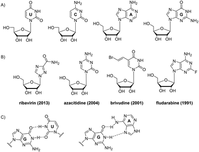 Chemical structure comparison showing uridine, pseudouridine, and m1Ψ base modifications used in vaccines and therapeutics