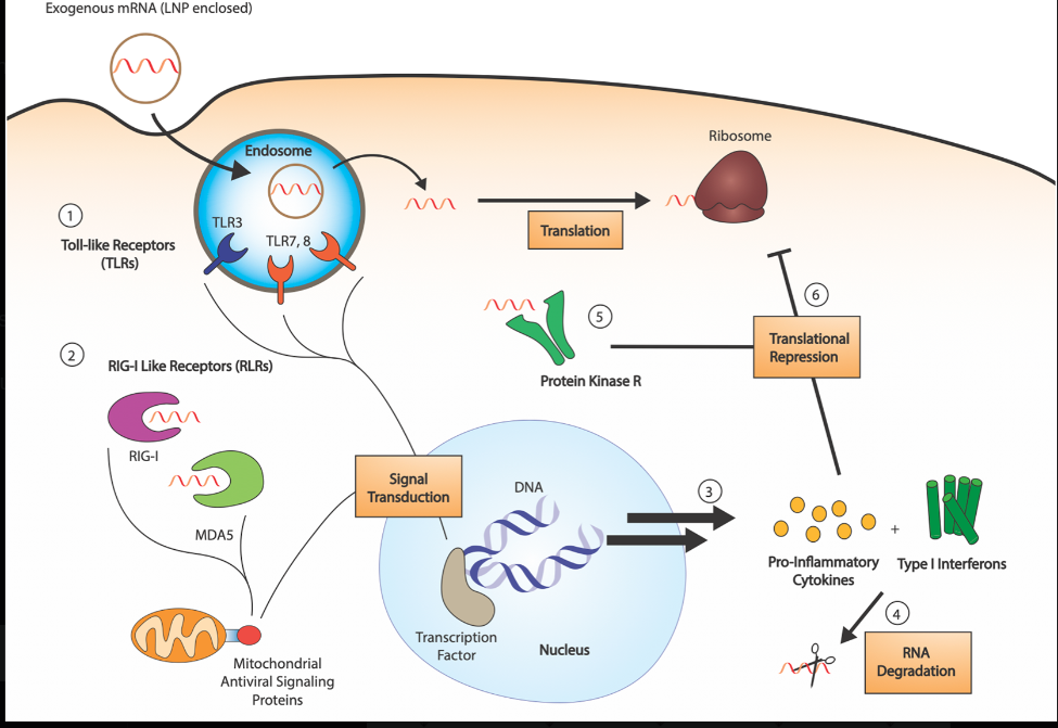 Schematic comparison of translation effects between unmodified and m1Ψ-modified mRNA