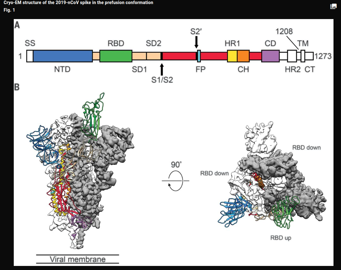 Wild-type SARS-CoV-2 spike protein structure showing natural furin cleavage site and receptor binding motif