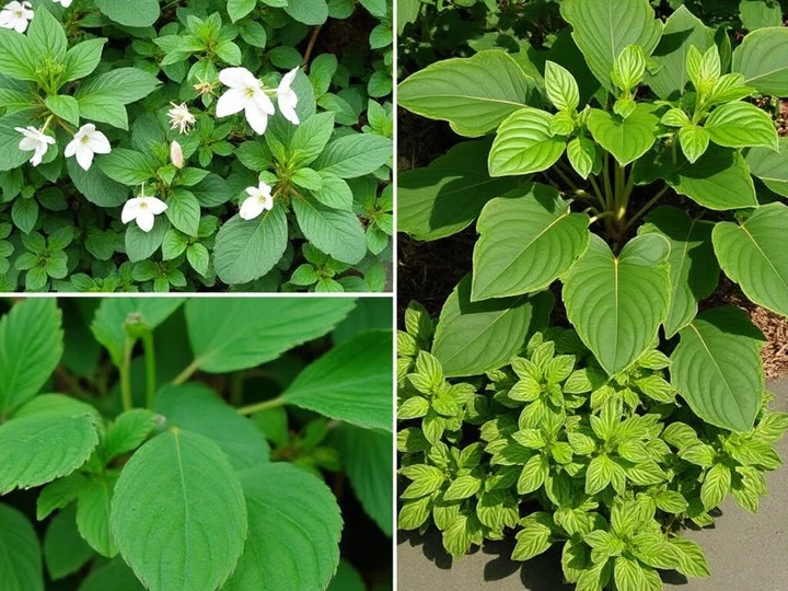 Botanical illustration of Coptis chinensis, Houttuynia cordata, and Smilax regelii with pathway diagram showing AMPK/Nrf2 activation and NF-κB suppression