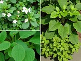 Botanical illustration of Coptis chinensis, Houttuynia cordata, and Smilax regelii with pathway diagram showing AMPK/Nrf2 activation and NF-κB suppression
