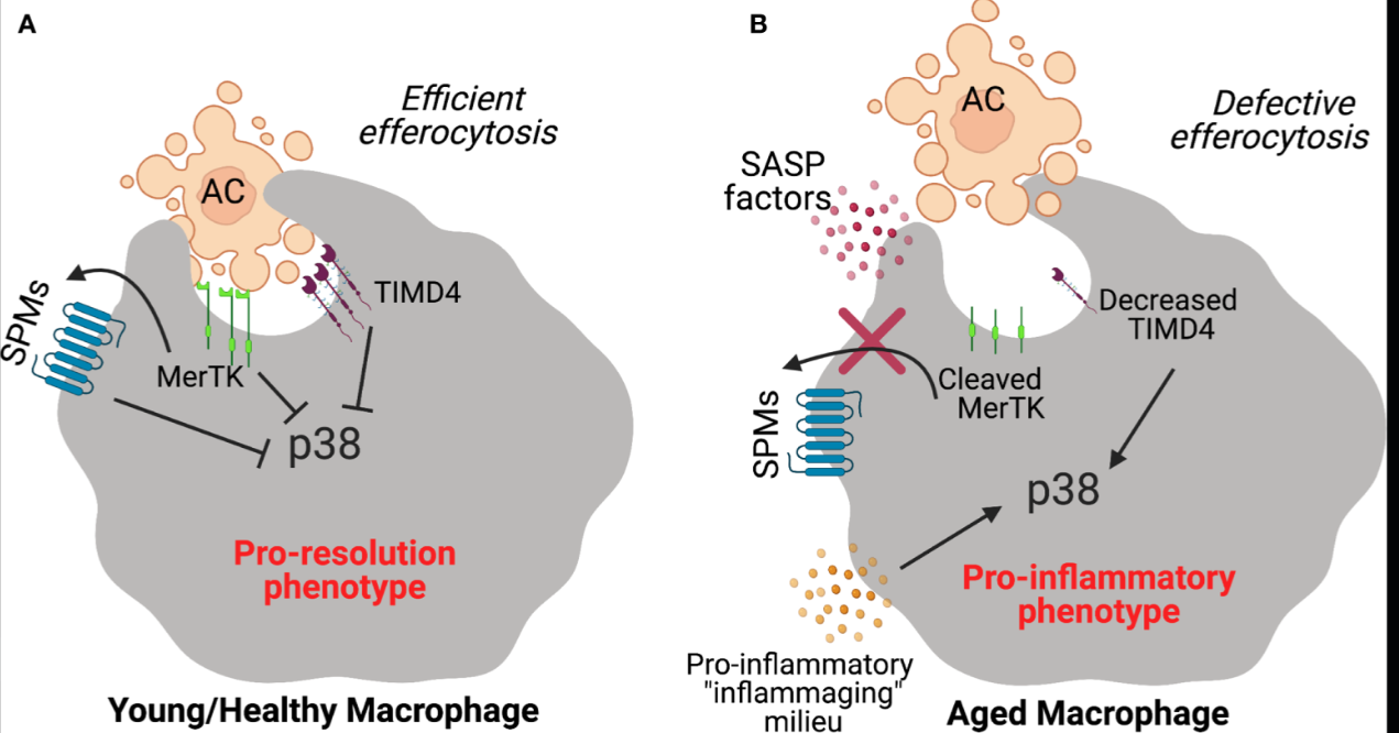 Diagram showing normal efferocytosis (resolution via IL-10/TGF-β) vs spike hijack (AXL/TAM as Trojan horse, pro-inflammatory loop, failed clearance, IgG4 shift)