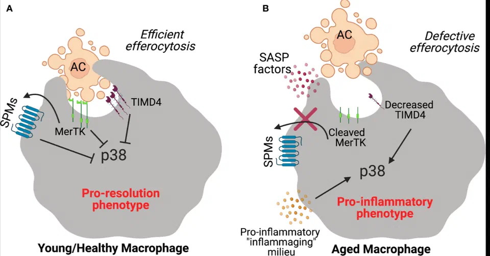 Diagram showing normal efferocytosis (resolution via IL-10/TGF-β) vs spike hijack (AXL/TAM as Trojan horse, pro-inflammatory loop, failed clearance, IgG4 shift)