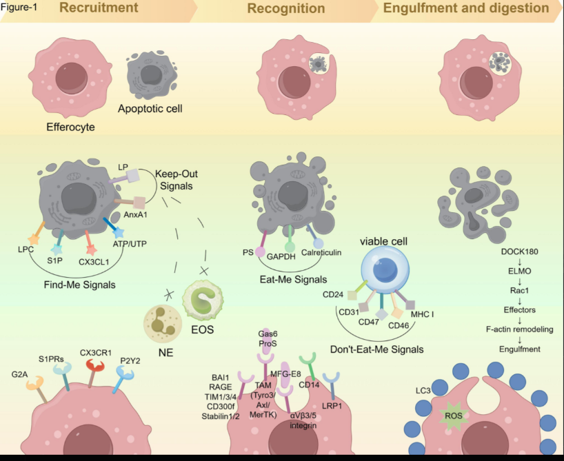 Detailed diagram of healthy vs defective efferocytosis showing TIMD4/MerTK pathways and inflammation outcomes