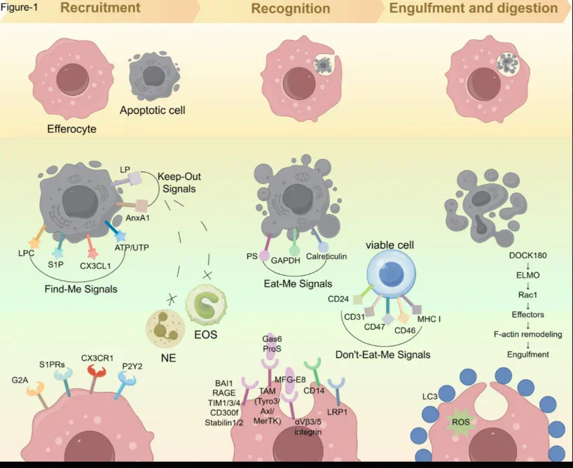 Detailed diagram of healthy vs defective efferocytosis showing TIMD4/MerTK pathways and inflammation outcomes