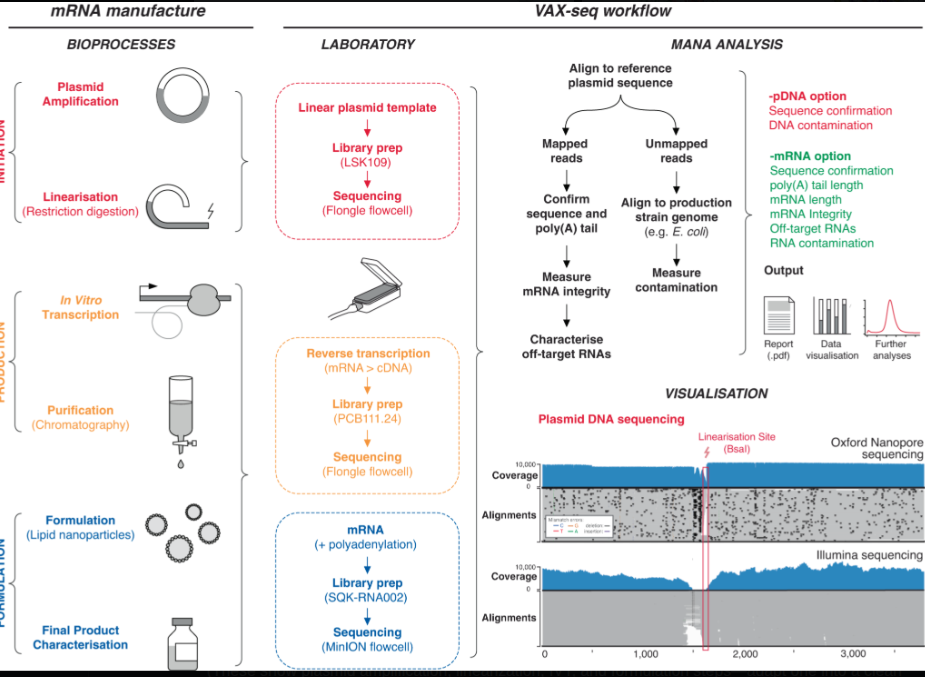 Schematic diagram showing LNP mRNA delivery mechanism: encapsulation with ionizable lipids, PEG, helper lipids; systemic distribution; cell uptake; endosomal escape; crossing of BBB/placenta