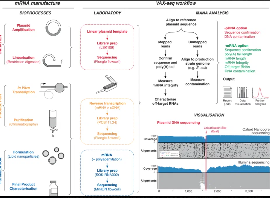 Schematic diagram showing LNP mRNA delivery mechanism: encapsulation with ionizable lipids, PEG, helper lipids; systemic distribution; cell uptake; endosomal escape; crossing of BBB/placenta