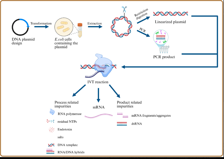 Side-by-side flowchart comparison: Process 1 enzymatic/PCR method (trial, minimal DNA) vs Process 2 E. coli plasmid method (deployed, high DNA/SV40 contamination) showing plasmid amplification, linearization, IVT, and formulation steps
