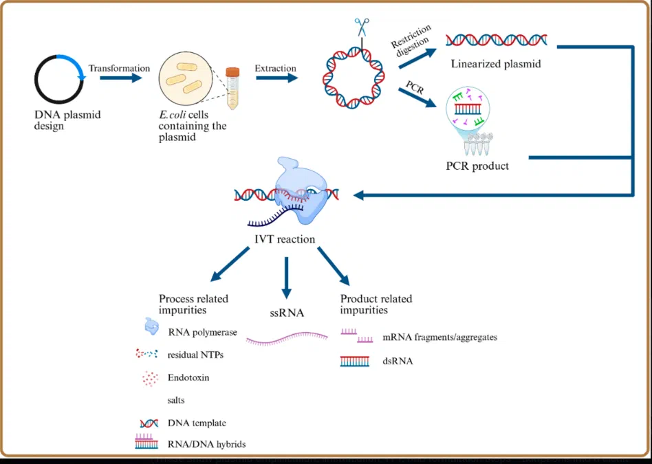 Side-by-side flowchart comparison: Process 1 enzymatic/PCR method (trial, minimal DNA) vs Process 2 E. coli plasmid method (deployed, high DNA/SV40 contamination) showing plasmid amplification, linearization, IVT, and formulation steps
