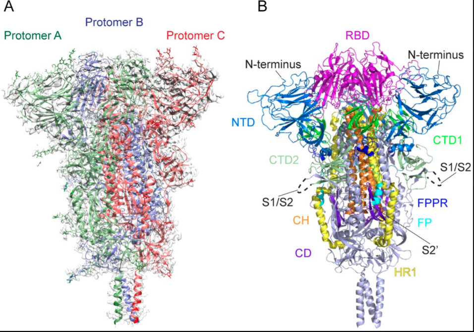 Detailed domain structure of SARS-CoV-2 Spike protein showing N-terminal Domain (NTD), Receptor Binding Domain (RBD), S1/S2 cleavage site with Furin Cleavage Site, Fusion Peptide (FP), and Heptad Repeats (HR1/HR2)