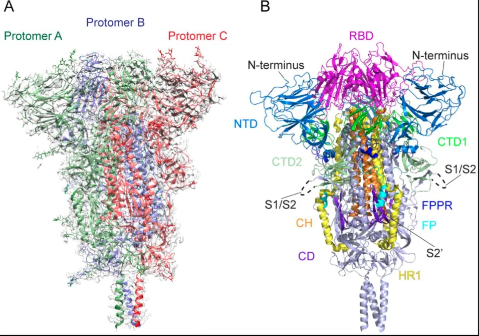 Detailed domain structure of SARS-CoV-2 Spike protein showing N-terminal Domain (NTD), Receptor Binding Domain (RBD), S1/S2 cleavage site with Furin Cleavage Site, Fusion Peptide (FP), and Heptad Repeats (HR1/HR2)