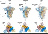 SARS-CoV-2 Spike protein trimer showing Furin Cleavage Site and conformational states