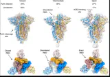 SARS-CoV-2 Spike protein trimer showing Furin Cleavage Site and conformational states