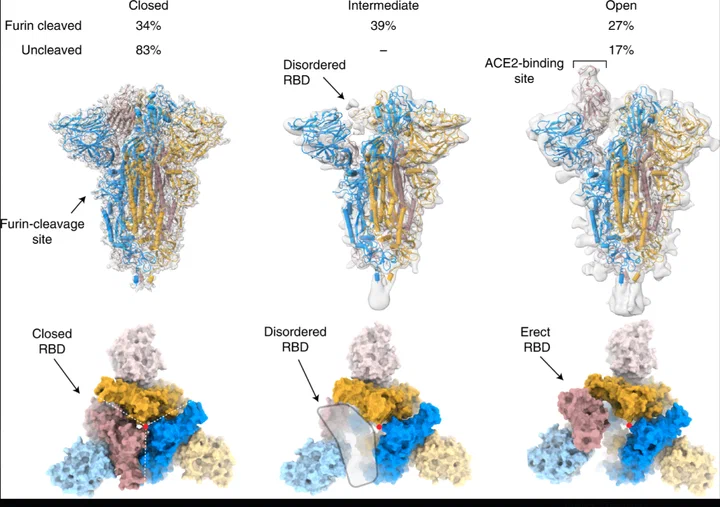 SARS-CoV-2 Spike protein trimer showing Furin Cleavage Site and conformational states
