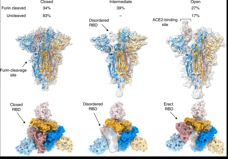 SARS-CoV-2 Spike protein trimer showing conformational states and Furin Cleavage Site (PRRA insertion) effects on S1/S2 subunit cleavage