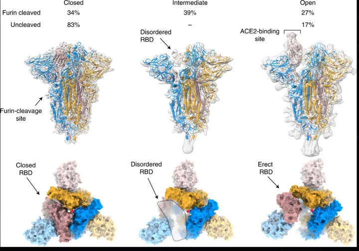 SARS-CoV-2 Spike protein trimer showing Furin Cleavage Site and conformational states