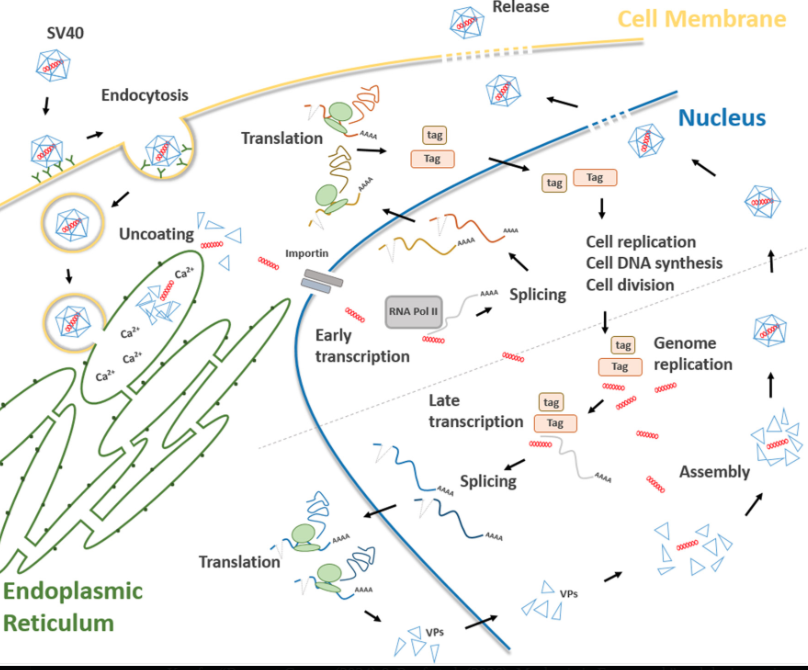SV40 lifecycle diagram showing nuclear localization signal mechanisms and integration pathways