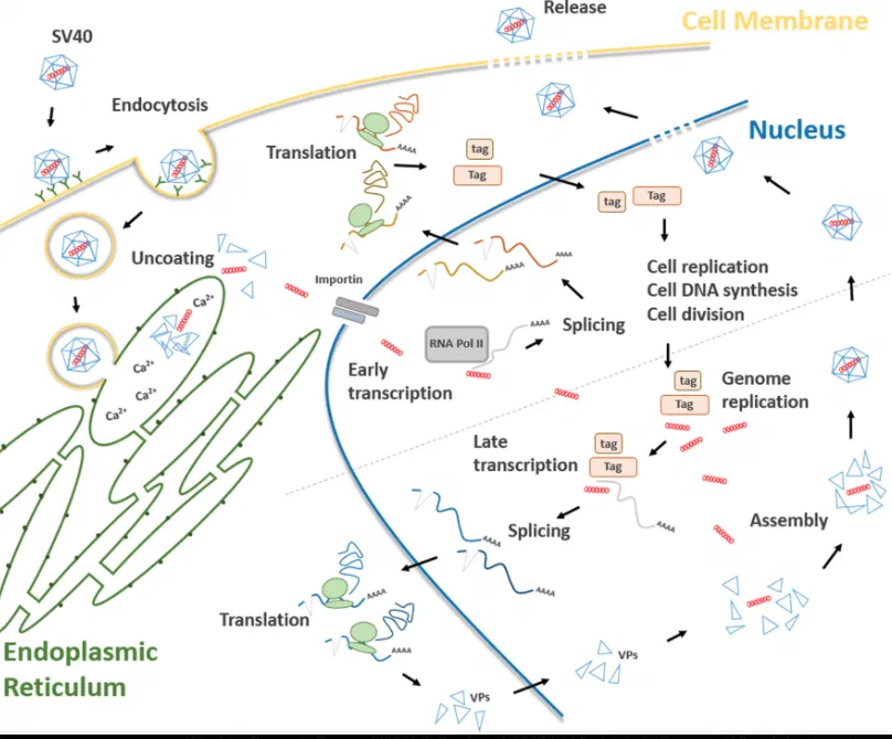 SV40 lifecycle diagram showing nuclear localization signal mechanisms and integration pathways