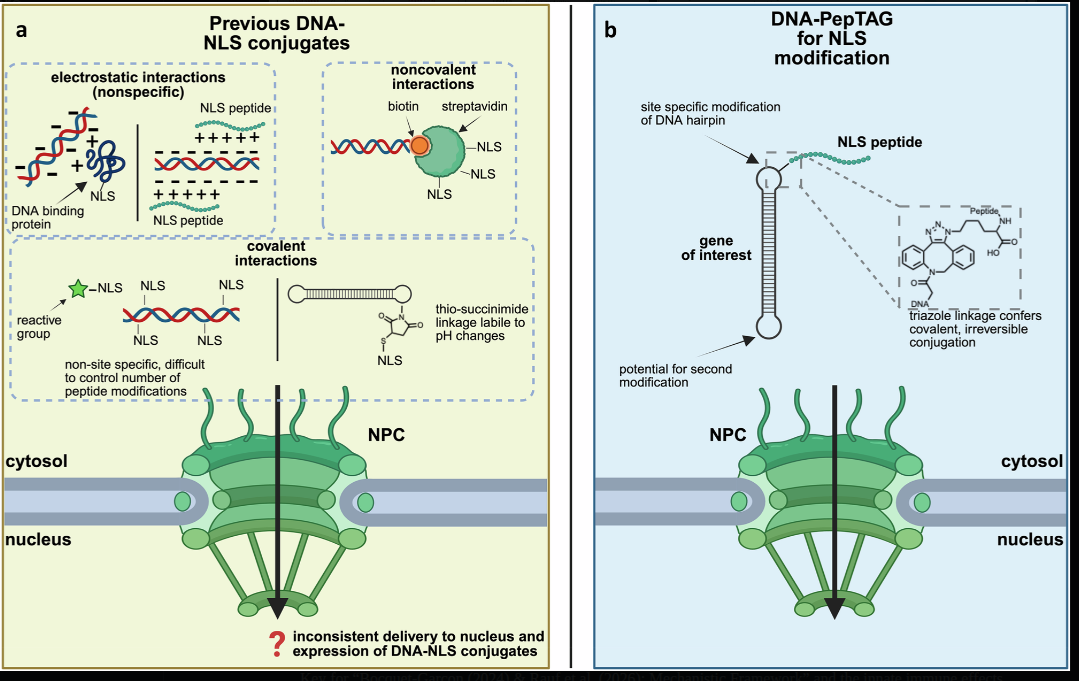 Diagram showing SV40 as nuclear localization signal, nuclear entry mechanisms, potential genomic integration pathways (NHEJ/LINE-1), and risks including oncogenesis or permanent Spike production