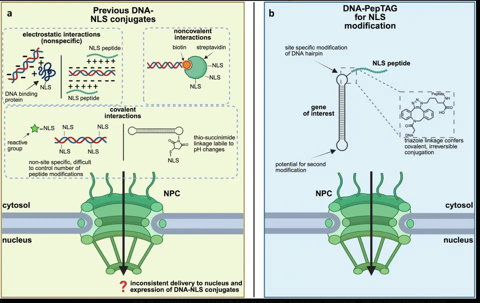 Diagram showing SV40 as nuclear localization signal, nuclear entry mechanisms, potential genomic integration pathways (NHEJ/LINE-1), and risks including oncogenesis or permanent Spike production