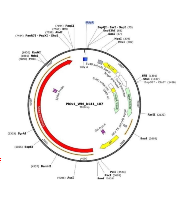 SV40 nuclear entry mechanism showing how the promoter/enhancer acts as a nuclear localization signal